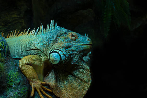 istock Portrait of iguana 1128529156