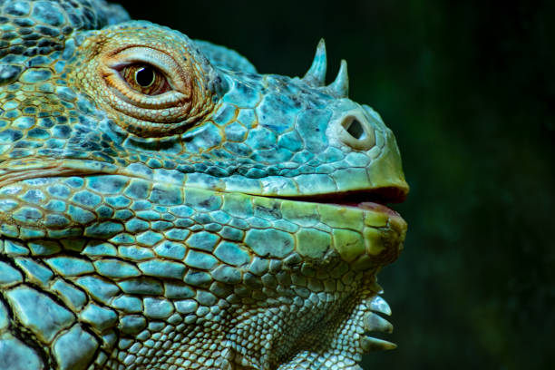 istock Portrait of iguana 1128529157