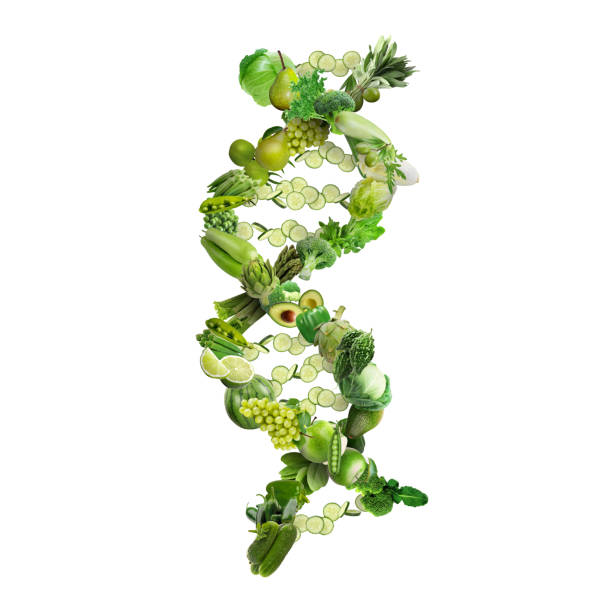 filamento de la dna del concepto de nutrigenética hecho con frutas y verduras saludables - alimento genéticamente modificado fotografías e imágenes de stock