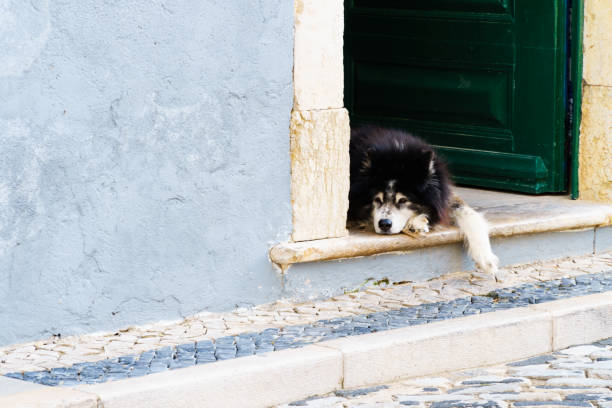 istock Relaxed dog laying at the open door 1128532175