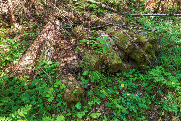 istock A very old pile of logs. 1128533144