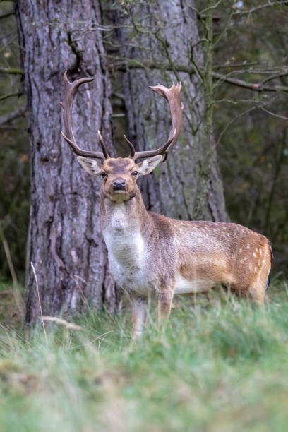 istock horned brown spotted deer standing on grass in forest 1128534709