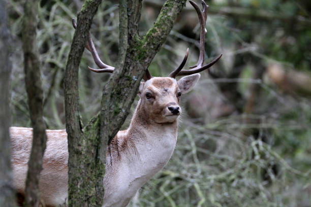 istock beautiful brown deer standing between trees and looking at camera in forest 1128534751