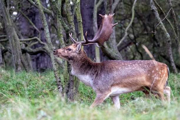 istock side view of horned brown spotted deer in forest 1128536100