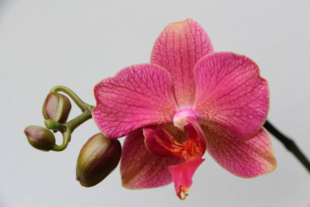 istock Pink orchid flowers 1128536536