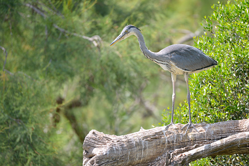 Grey heron (Ardea cinerea) perched in tree seen from profile, in the Camargue is a natural region located south of Arles, France, between the Mediterranean Sea and the two arms of the Rhône delta