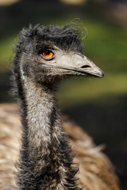 istock Portrait of Australian Emu (Dromaius novaehollandiae) 1128537755