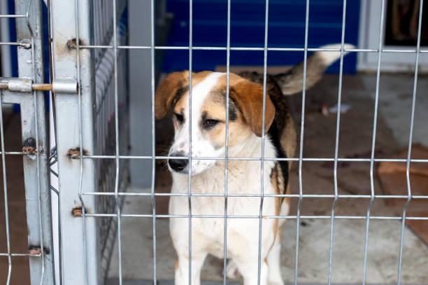 istock fold the dog in the shelter cage 1128537914