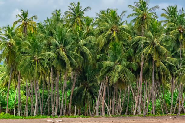 palm trees, palm forest - equatorial guinea imagens e fotografias de stock