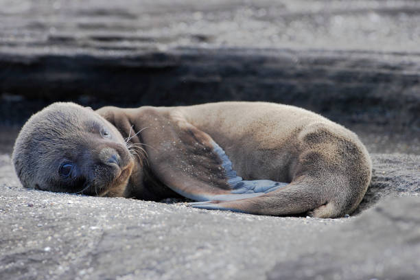 otaria orsina delle galapagos (arctocephalus galapagoensis), puerto egas, santiago, isole galapagos, ecuador - sleeping volcano foto e immagini stock