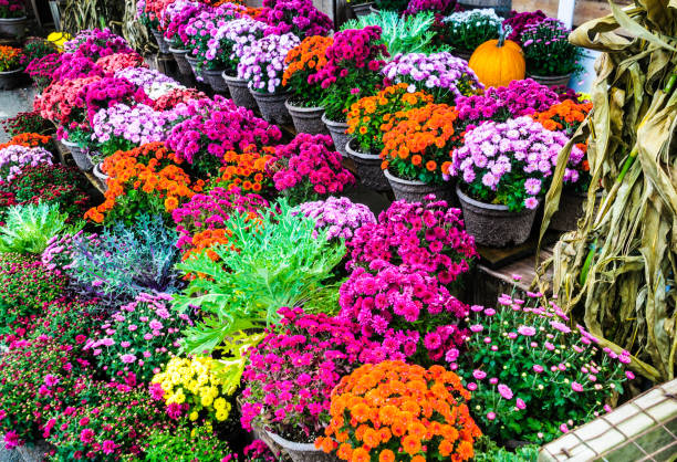 istock Cascades of Fall Color 1128538208