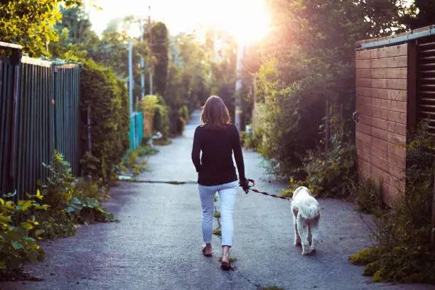 one woman only, domestic dog, Montreal, walking, sunset