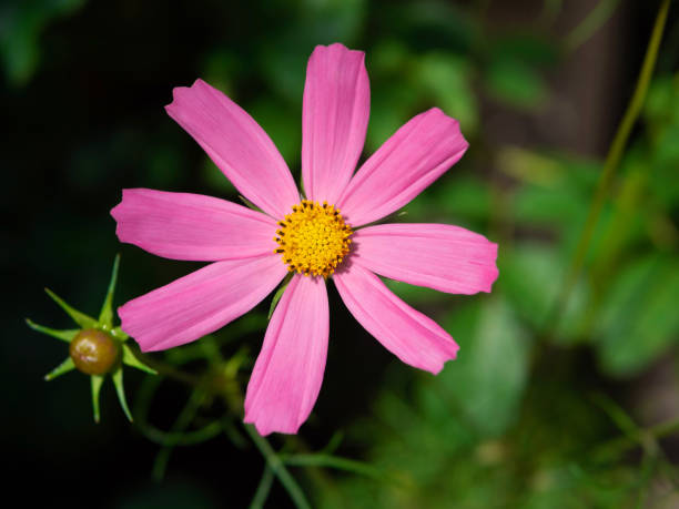 istock The head of a cosmos flower. 1128539122