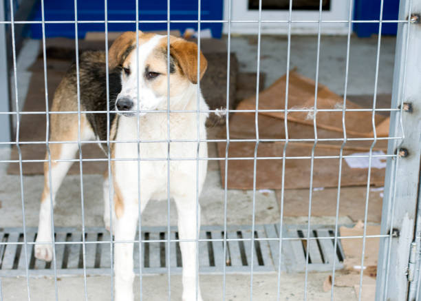 istock homeless fold dog in the shelter cage 1128539789