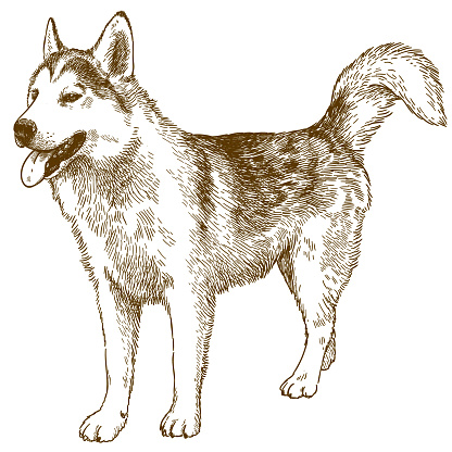 Vector antique engraving drawing illustration of husky dog isolated on white background