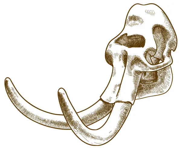 Vector illustration of engraving illustration of mammoth skull
