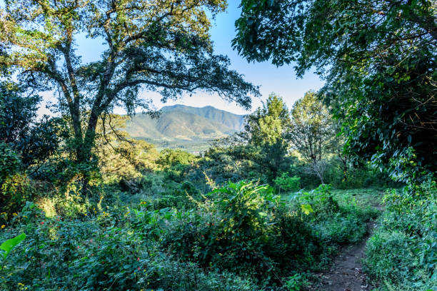 istock Dirt woodland footpath, Guatemala, Central America 1128539868
