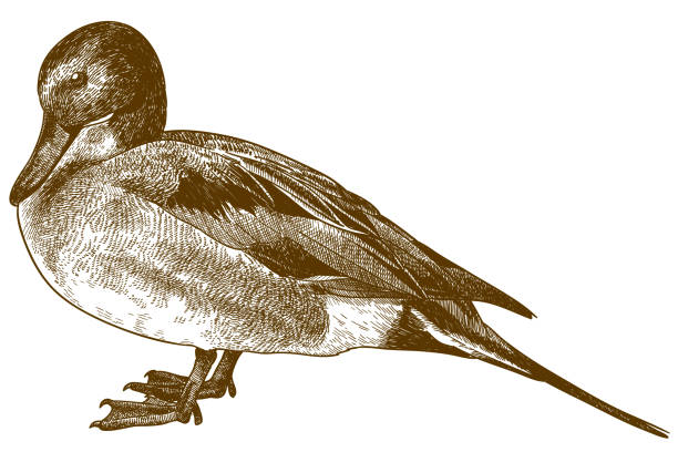 ilustraciones, imágenes clip art, dibujos animados e iconos de stock de grabado dibujo ilustración de ánade rabudo - pato macho