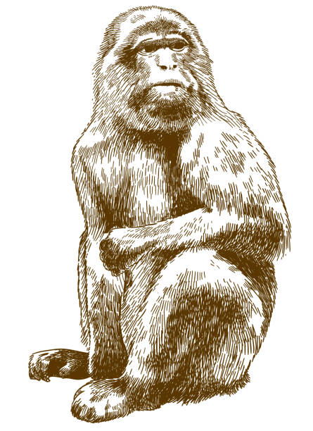 illustrazioni stock, clip art, cartoni animati e icone di tendenza di incisione illustrazione disegno di macaco barbaresco - bertuccia di gibilterra