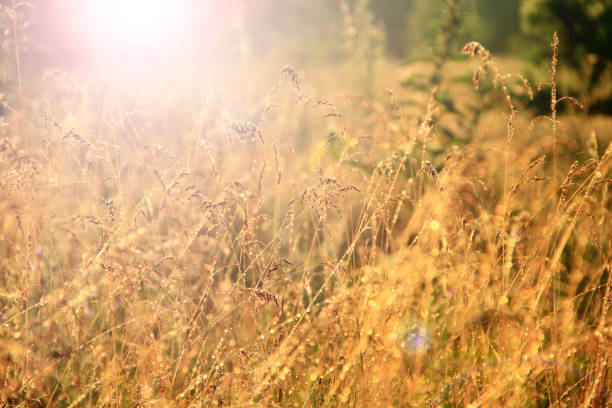 istock Grass in sepia in sun glare. Sunny rays illuminate grass in meadow 1128540264