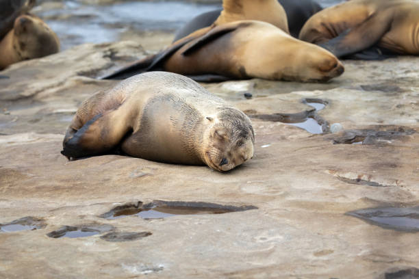istock Sea Lion Pup taking a nap on the rocks 1128540315