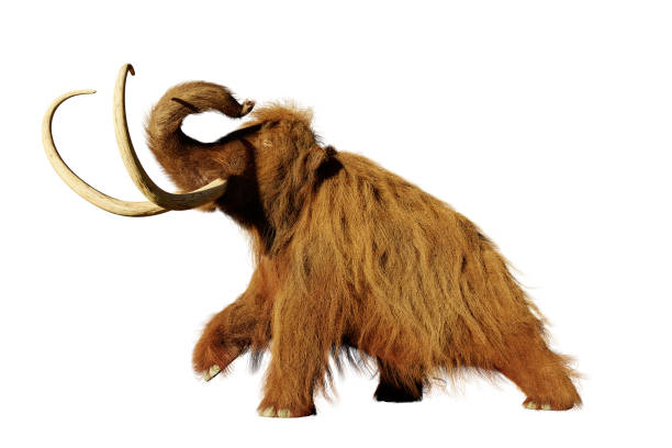 istock woolly mammoth, walking prehistoric mammal isolated on white background (3d illustration) 1128541547