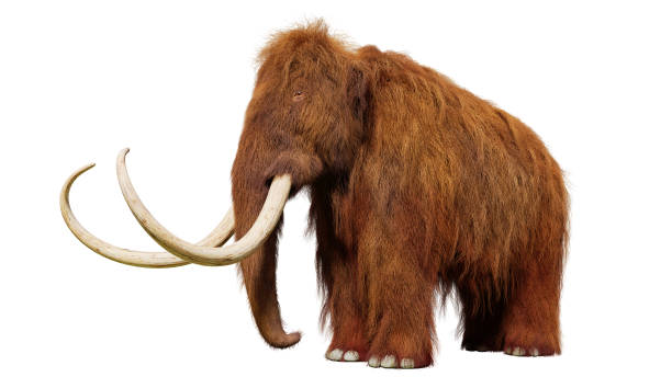 mamute-lanoso, mamífero pré-histórico isolado no fundo branco (ilustração 3d) - extinto - fotografias e filmes do acervo