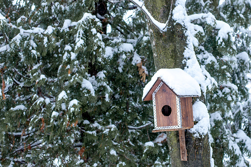 Bird feeder in winter park. Bird house hanging outdoors in winter on tree covered with snow.