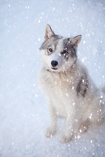 istock Husky dog grey and white colour with blue eyes in winter 1128541738