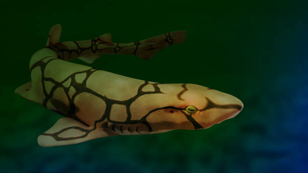 kette seekatze (scyliorhinus retifer) eine kleine boden haiarten in tiefem wasser - gatoo stock-fotos und bilder
