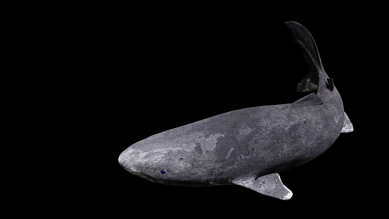 deep sea shark, rare fish of the northern Atlantic Ocean, cutout on black ground