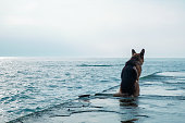 Sad dog sits by the sea and look away