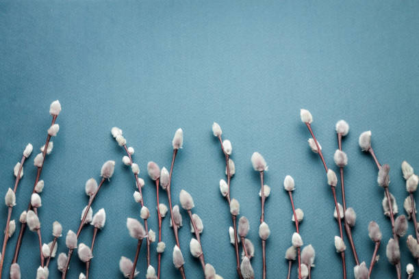 istock Pussy willow branches on blue background. Concept of springtime 1128543781