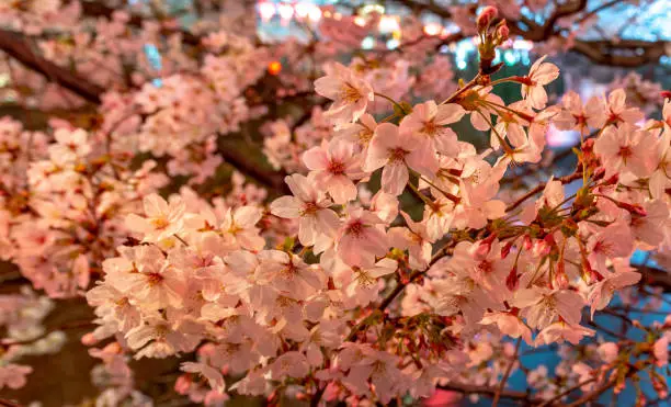 Photo of Meguro Cherry blossom