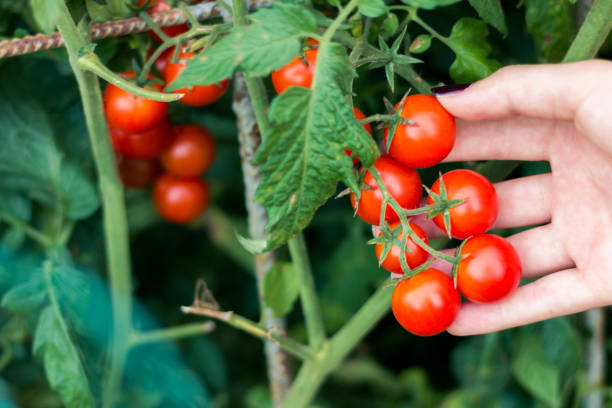 istock Woman picking fresh tomato 1128544070