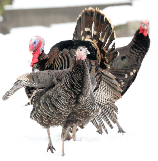 istock Turkeys on Snow in the Warsaw ZOO 1128545655