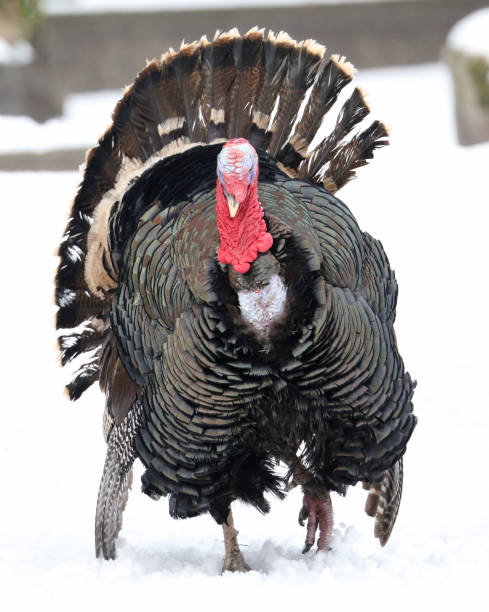 istock Turkey on Snow in the ZOO 1128545661