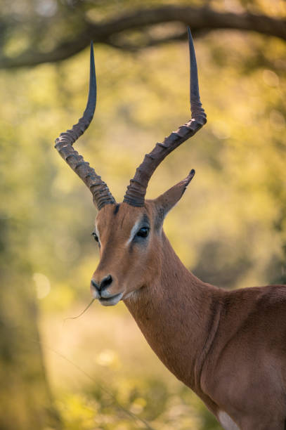 istock Profile shot of a male Impala 1128546758