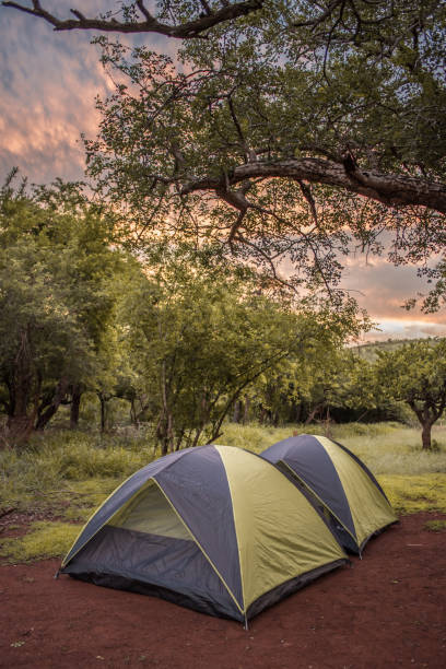 istock Two tents pitched in the campsite under a tree at sunset 1128546862