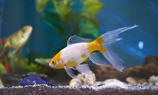Goldfish in blue aquarium water. Fish home pet theme