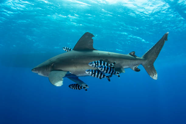 Pilotfish  And Shark A Oceanic Whitetip Shark in Red Sea pilot fish stock pictures, royalty-free photos & images