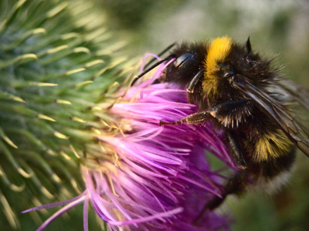 istock bee on top of flower 1128547043