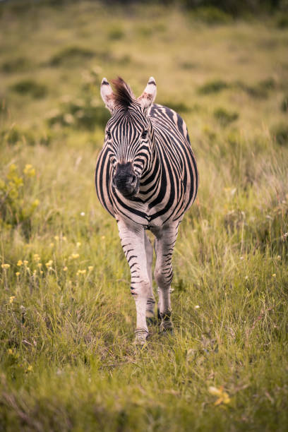 ein einsamer zebra zu fuß durch hohe gräser - zebra walk stock-fotos und bilder