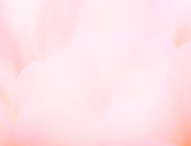 ピンク オレンジ背景水彩抽象絵画 - ピンク　背景 ストックフォトと画像