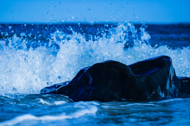 White splash behind the sea animal-shaped black rock against blue ocean water