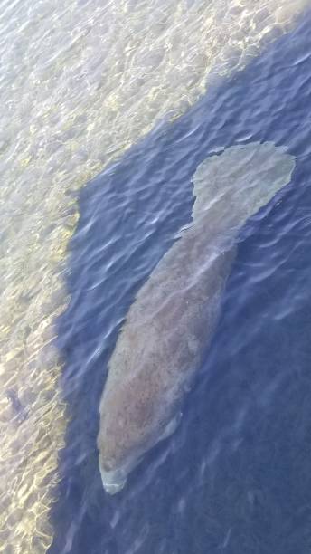 istock Manatees discovered at Manatee Springs State Park, Florida 1128549139