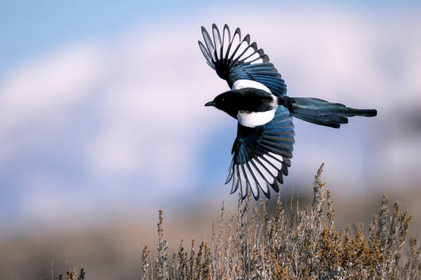 schwarz-billed magpie - echte elster gattung stock-fotos und bilder