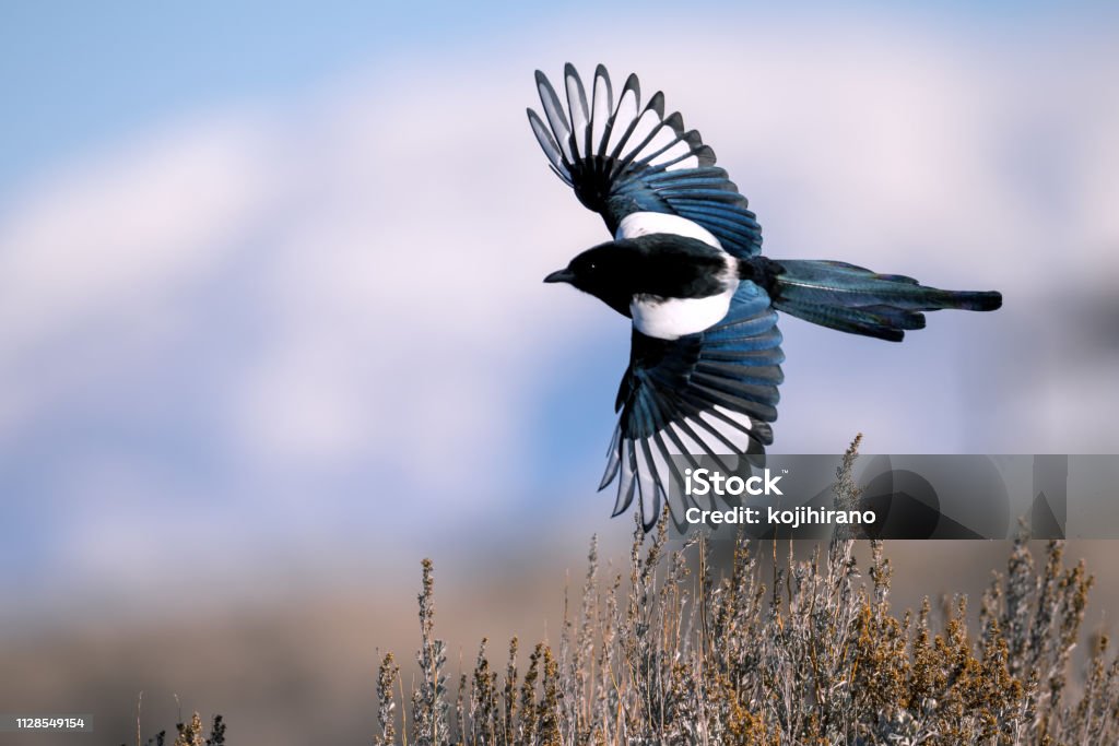 Black-billed magpie Black-billed magpie in Antelope island, Utah Magpie Stock Photo