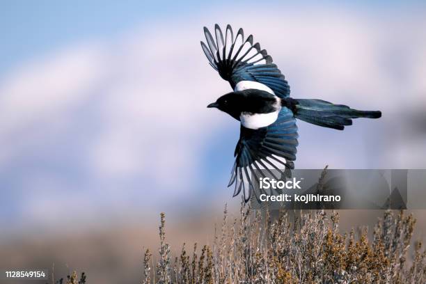Blackbilled Magpie Stock Photo - Download Image Now - Magpie, Black Billed Magpie, Flying