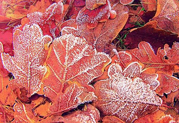istock View from above on frosted brown leaves. 1128549213